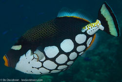 BD-141011-Komodo-4276-Balistoides-conspicillum-(Bloch---Schneider.-1801)-[Clown-triggerfish.-Leopardtryckarfisk].jpg